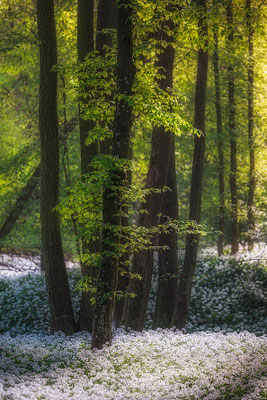 20240427-Baerlauchwald-11366