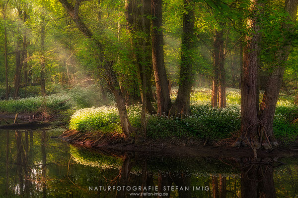 20250501-Erstes Licht im Baerlauchwald-