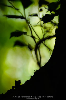 20240720-Feuersalamander Silhouette-1773