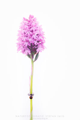 20240605-Spinne auf Pyramidenorchis-10710