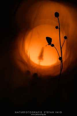 20240519-Blaueling im Abendlicht-6866