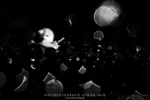 20240625-Schneckendetail-11716