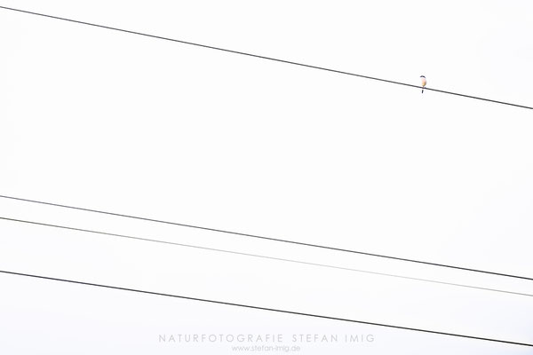 20240529-Neuntoeter Highkey-7808