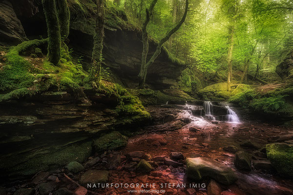 20240712-Goldenes Licht am Wildbach-11975