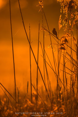 20250509-Rohrammer-7549