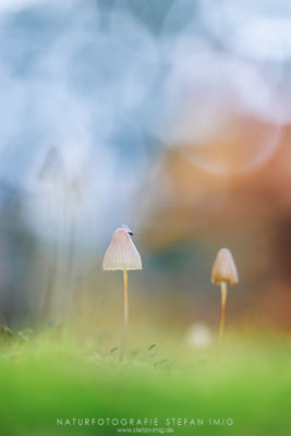 20251102-Fliege auf einem Pilz-10960