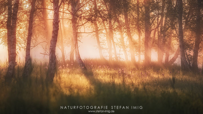 20240526-Leuchtender Nebel-18960