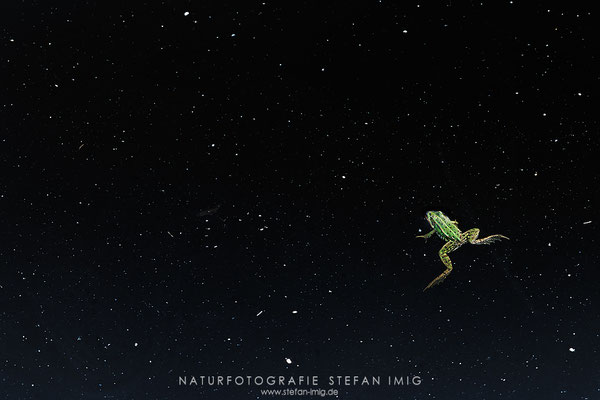 20250815-Spacefrog-12574