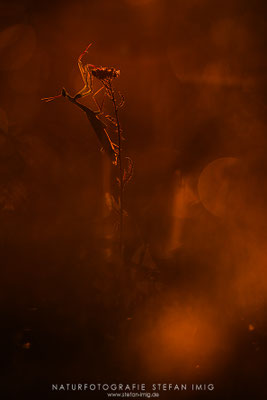 20250901-Mantis Religiosa-4656