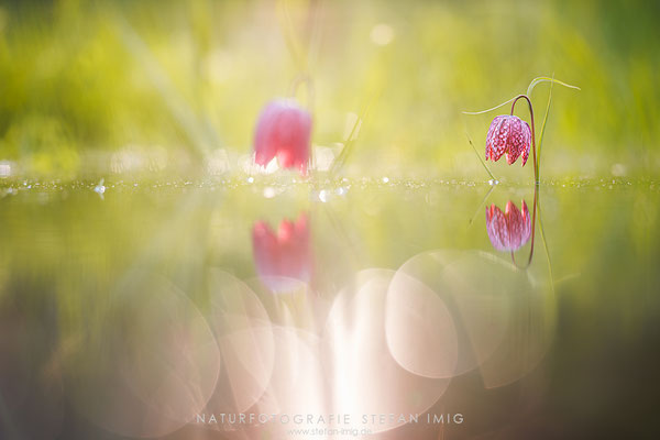 20240421-Schachblumen im Wasser-11296