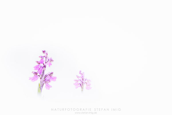 20240421-Orchis Morio im Schnee-11006