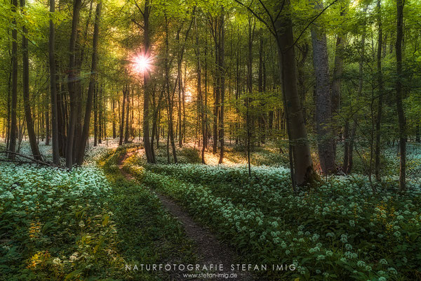 20250501-Baerlauchwald--2