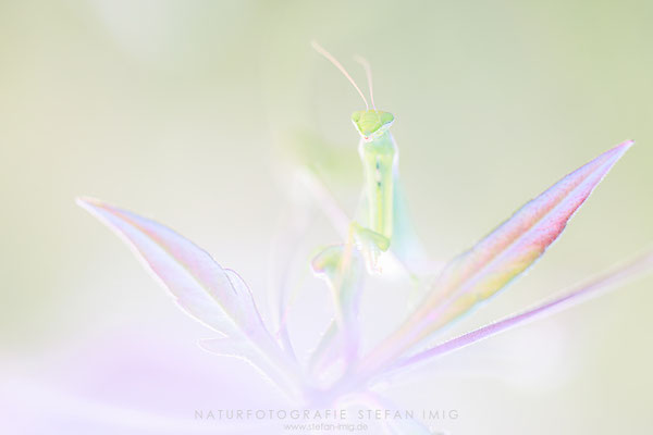 20240826-Mantis Religiosa-13535