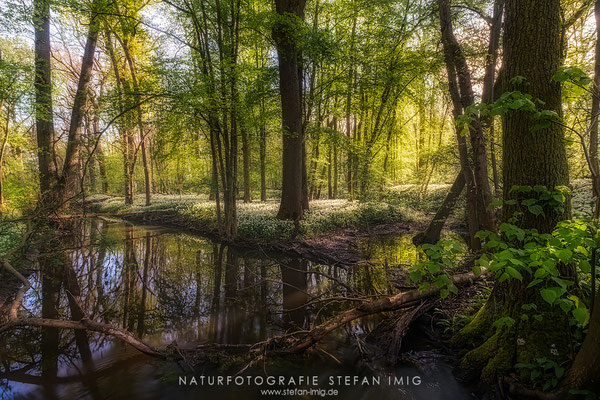 20240427-Morgens im Baerlauchwald-