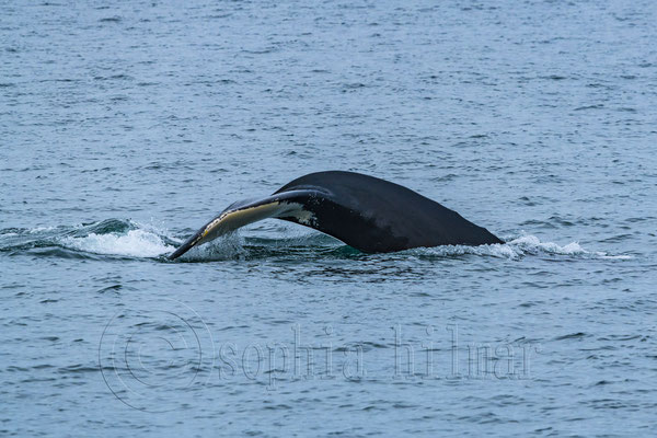 Humpback whale