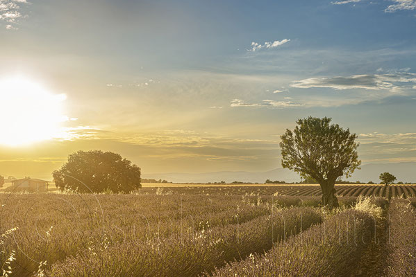 Lavender Field, Valensole, France