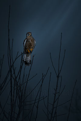 Bird of Prey, Rust, Burgenland, Austria