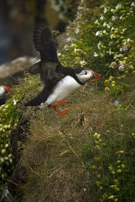 Puffin, Iceland