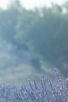 Lavender Field, Valensole, France