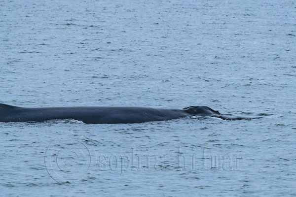Humpback whale
