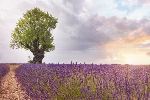 Lavender Field, Valensole, France