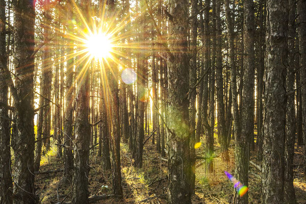 Little forest, Lower Austria, Austria