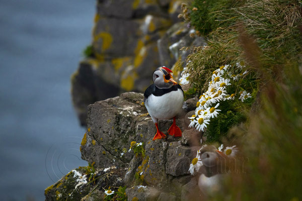Puffin, Iceland