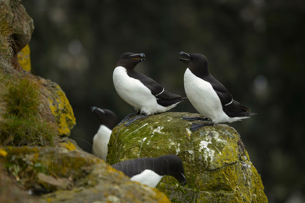 Álka Razorbill, Iceland