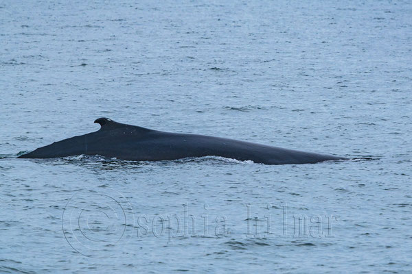 Humpback whale