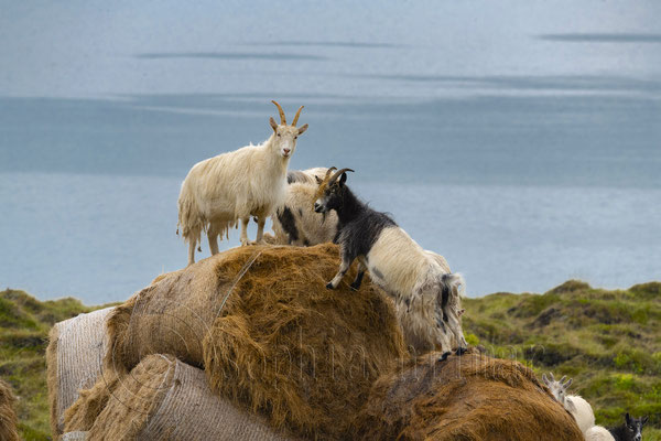 Sheep, Iceland