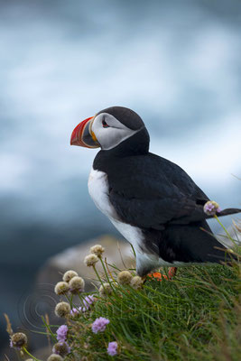 Puffin, Iceland