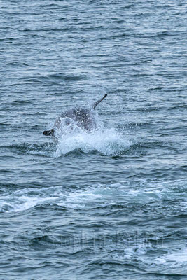 Dolphin