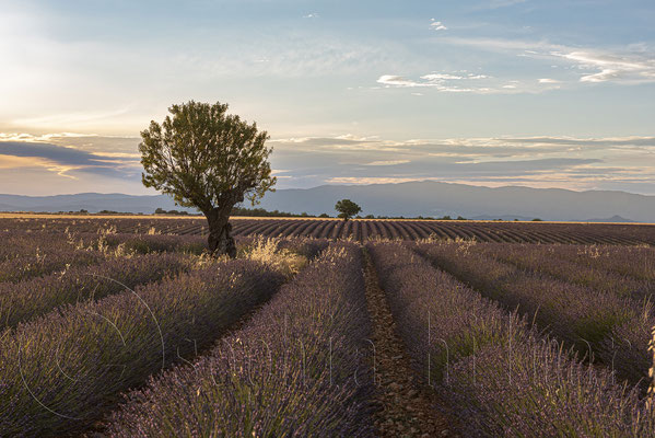 Lavender Field, Valensole, France
