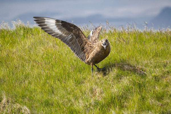 Ingólfshöfdi, biggest desert of Europe, Gull, Iceland