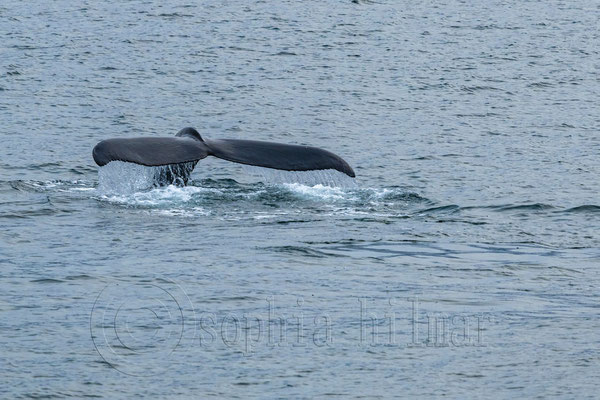 Humpback whale