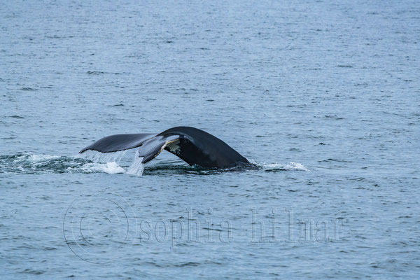 Humpback whale