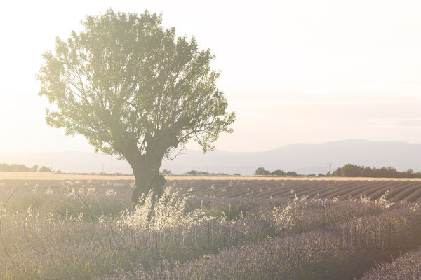 Lavender Field, Valensole, France