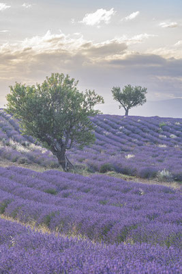 Lavender Field, Valensole, France