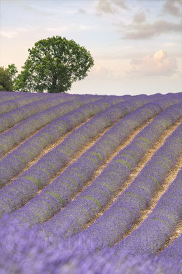Lavender Field, Valensole, France