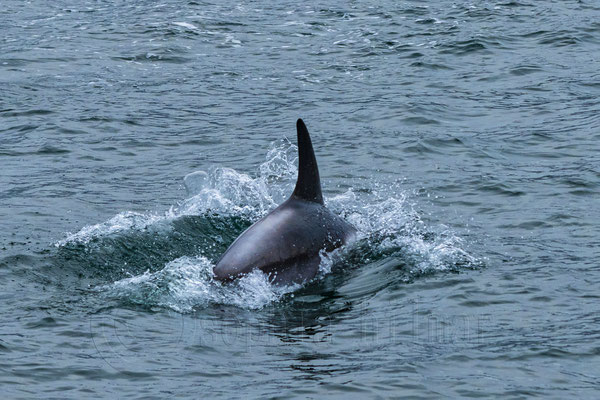 Dolphin