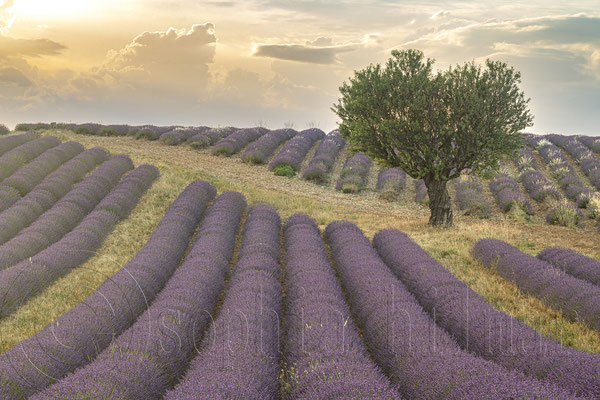 Lavender Field, Valensole, France