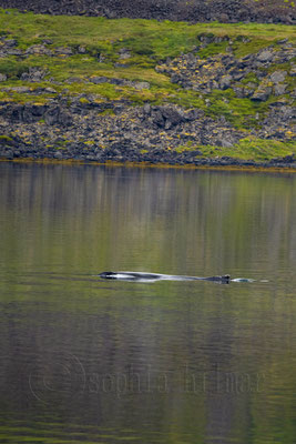 Humpback whale Skötufjördur, Iceland