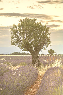 Lavender Field, Valensole, France