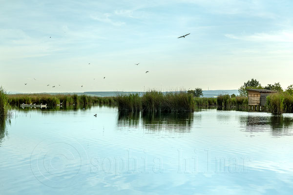 Illmitz, Lake Neusiedl National Park - Seewinkel, Burgenland, Austria