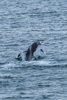 Dolphin