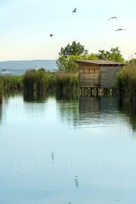 Illmitz, Lake Neusiedl National Park - Seewinkel, Burgenland, Austria