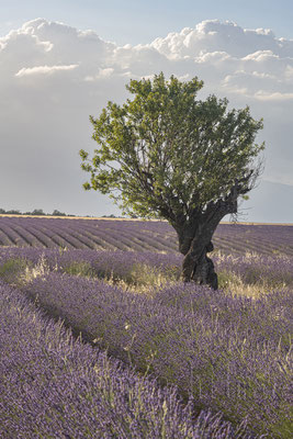 Lavender Field, Valensole, France