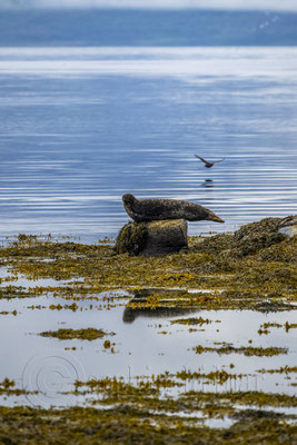 Seal Skötufjördur, Iceland