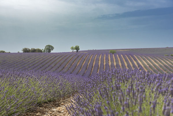 Lavender Field, Valensole, France
