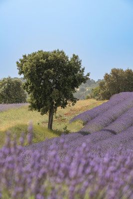 Lavender Field, Valensole, France